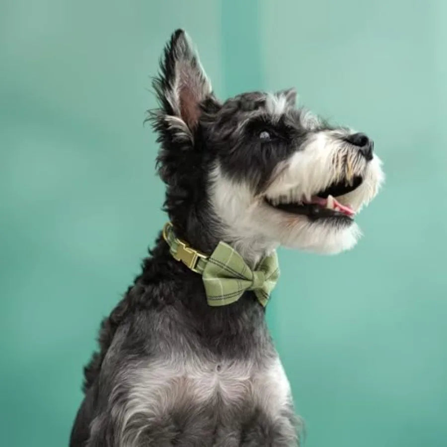 Extra Small Dog Harness Collar and Leash Set with Bowtie