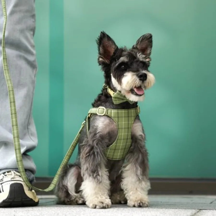 Extra Small Dog Harness Collar and Leash Set with Bowtie