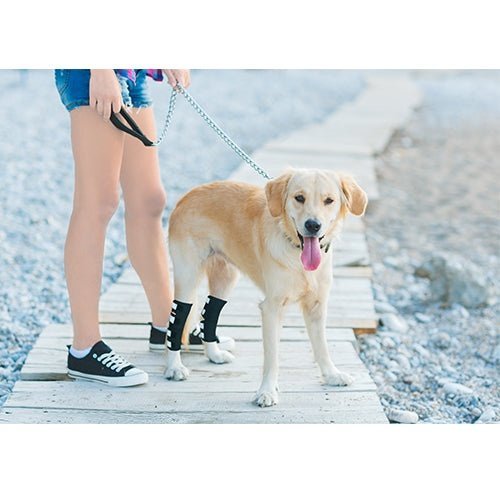NeoAlly Dog Rear Leg Hock Brace with Safety Reflective Straps for Large Dogs
