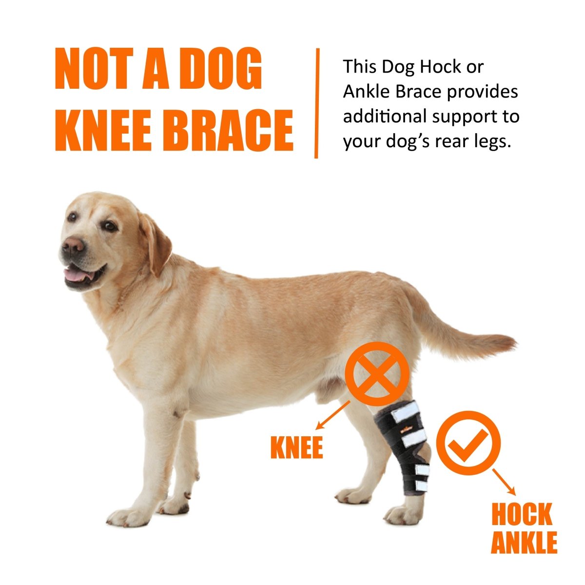 NeoAlly Dog Rear Leg Hock Brace with Safety Reflective Straps for Large Dogs