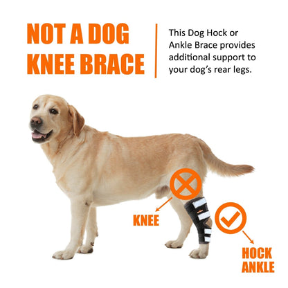 NeoAlly Dog Rear Leg Hock Brace with Safety Reflective Straps for Large Dogs