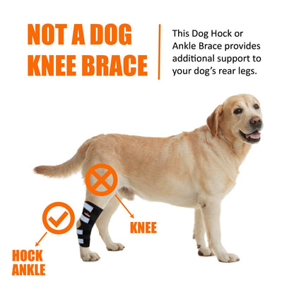 NeoAlly Dog Rear Leg Hock Brace with Safety Reflective Straps for Large Dogs
